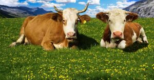 Cows on Spring Break
