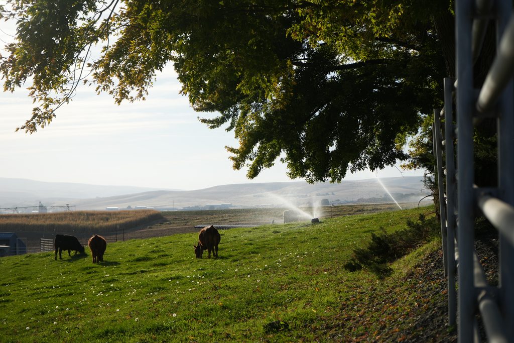 Sprinklers irrigate a green pasture where cattle graze on Blue Mountain Community College’s agricultural farm.